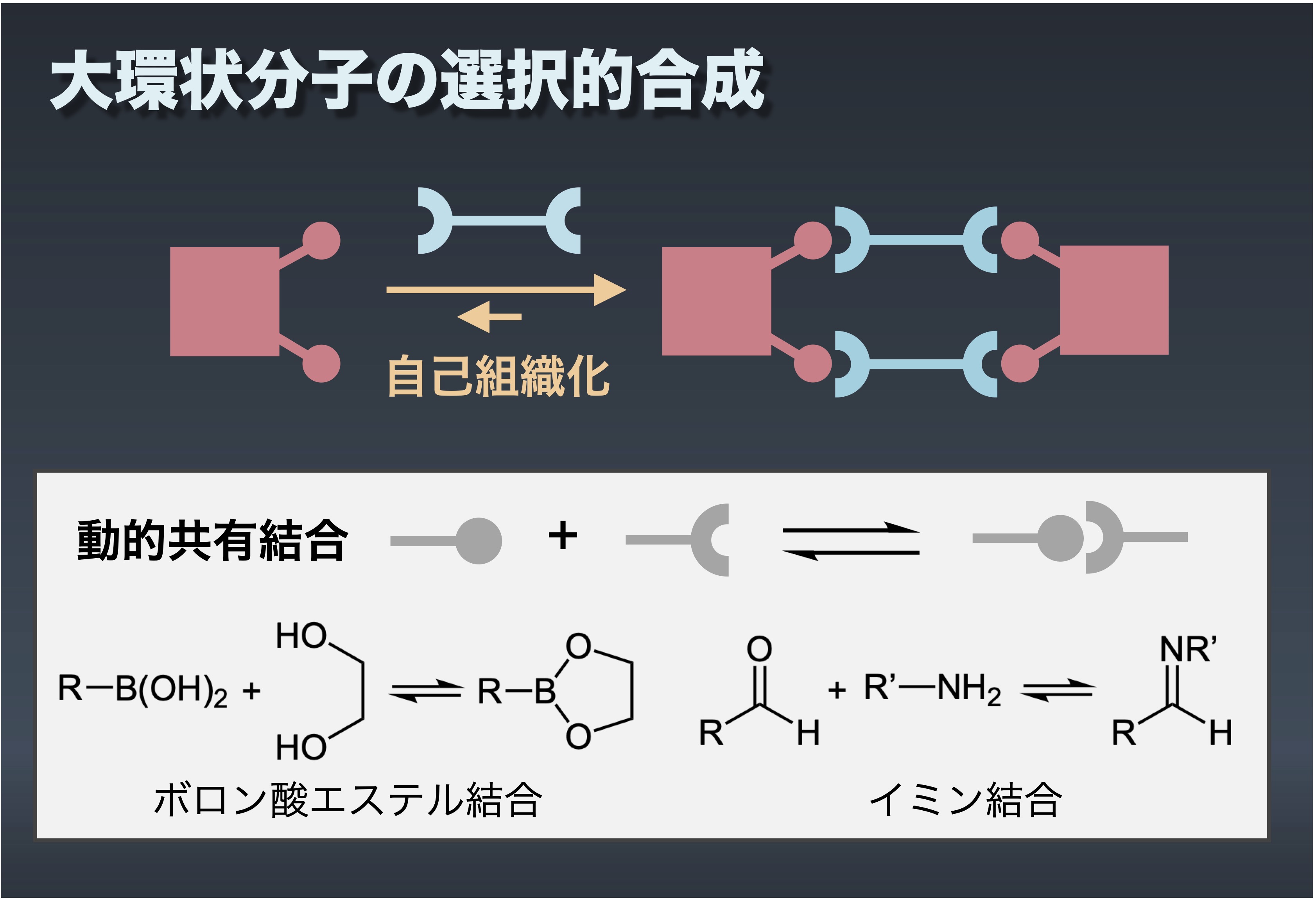 動的共有結合を利用した分子集合の研究