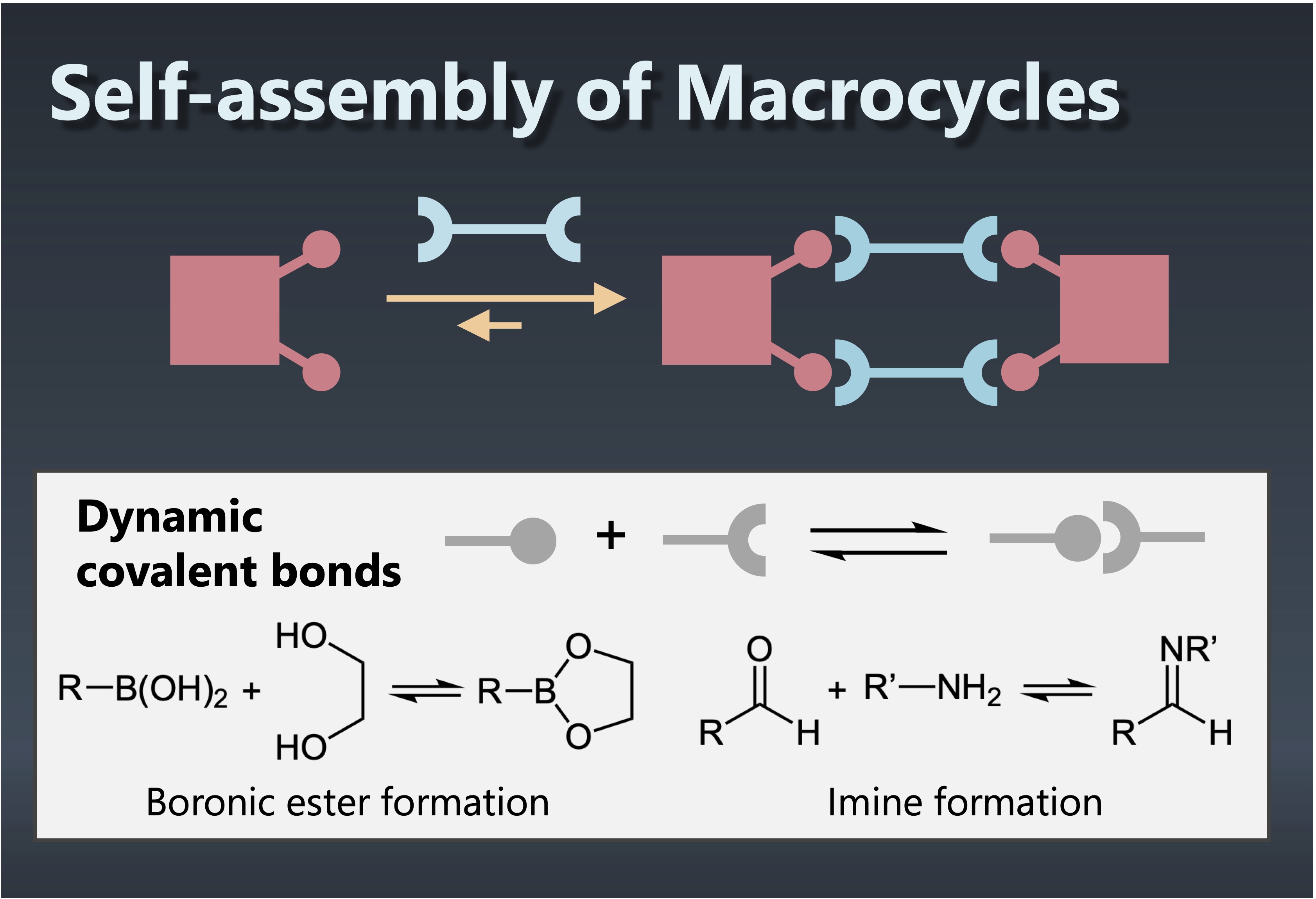 Molecular assembly using dynamic covalent bonds